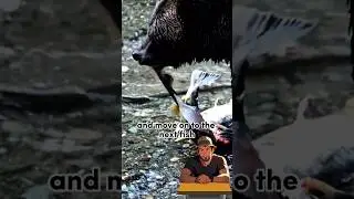 Why bears leave 1000s of half eaten salmon carcasses