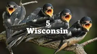 Top 5 common birds in Wisconsin
