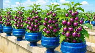 Don’t Throw Away Old Plastic Bottles—Grow Eggplants Like I Did and See the Surprise