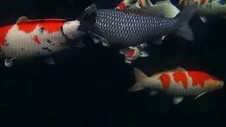 BWKW Koi Update Water Clarity with Ozone installed 3 days (ORP 277) 20131203