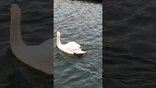 The floating swan😳 #animals
