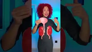 How Do Your Kidneys & Bladder Work? 😲 Body Lesson for Kids ✨ #kids #learning