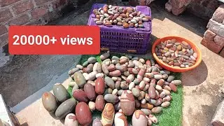 महाशिवरात्रि पर अपने घर में कोनसा नर्मदेश्वर शिवलिंग रखे 9754788641 || narmdeshwar shivling/price