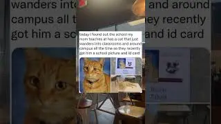 He has an ID card!! #meme #funny #memesdaily #cat #wholesome #pets #cute