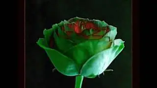 ROMANCE-BEETHOVEN [JAMES LAST ORCHESTRA ]