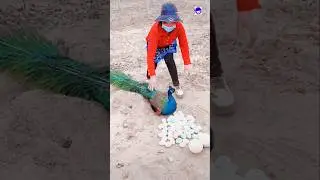 Great Mor Peacock Video Channel.