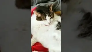 Cute Cat enjoying himself. #cutecat #cutekitten #shorts #uniquefun