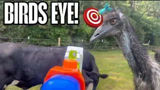 SUPER SOAKER FLY SPRAY | Costly but Effective 