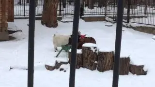 Европейский муфлон (European moufflon), Винторогий козел (Markhoor)