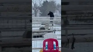 13 yr old son vs 2 yr old ram!!  😂😂