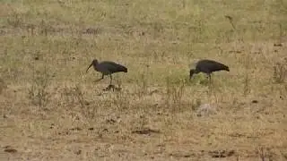 Ibis hagedash (Bostrychia hagedash) - video 2 &copy; Nicolas Macaire