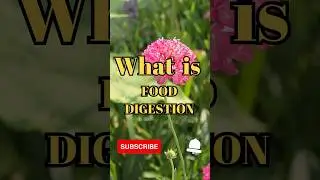 What is food digestion #shorts #facts #biology
