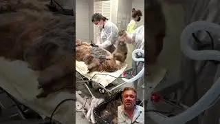 Como um c&atilde;o chega nesse estado? 😮 #mastiff #cachorro #banhoetosa