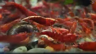 Fire red neocaradina shrimp eating ultra fresh shrimp pro shrimp food