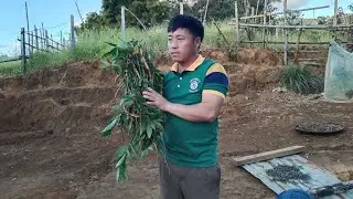 17/11/2020/0302816364 hmoob tshuaj ntsuab