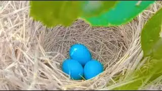 Sparrow nest and eggs 🥚🥚🌳🌳#sparrow#birds#nest#birdseggs#cute