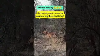 can you notice what's happen with deer? #deer #animal #wild #animalshorts #uk #usa