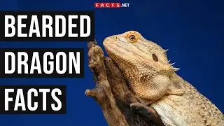 Bearded Dragon Facts About These Exotic Reptiles