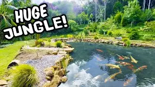 Beautiful BACKYARD JUNGLE Pond