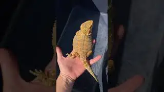 4-month-old Bearded Dragon wants out of bathtime (BRUCE)