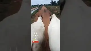 Khillar bail jodi 👀