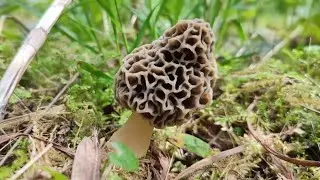 Morchella esculenta 2024