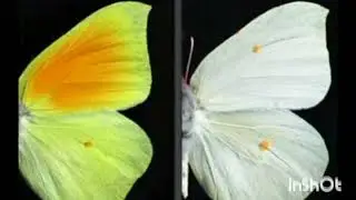 Meaning of yellow butterfly 🦋