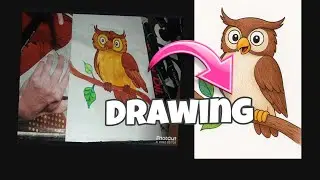 Owl drawing