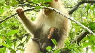 Monkey ROSE & REX  Full Of Wet After Got Rain, REX So Cold Can't Play,Just Hugging Mom Firmly