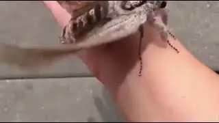 Giant Wood moth