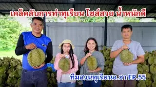 #กวินบินได้ EP.515 เคล็ดลับการทำทุเรียนให้ได้ ไซส์สวย น้ำหนักดี #ทีมทุเรียนอาจารย์ชา EP.55