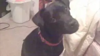 Dog Scared of Fart Noise