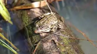 Amphibian Adventure
