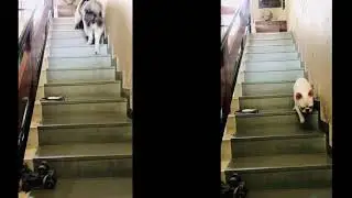 Pet Minding