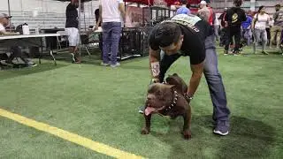 March madness Bully show (Diesel)