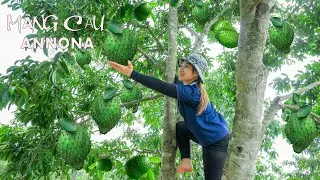 Harvesting custard apple to the market sell    Make Custard Apple Tea! Lucia's daily life