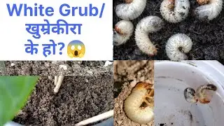 White Grub/ खुम्रे कीरा काे नियन्त्रण कसरी गर्ने।। माटो मा पाइने सेतो खुम्रें किरा। जरा खाने कीरा।।