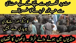 Fraud in buffalo and cattle markets II Tips to purchase animals from markets II Animal selection