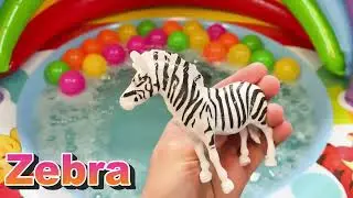 Learn English: Zebra Animal Sounds | Kids Learning Videos From Animal Kingdom (2022)