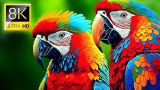 Welcome to Pattots Paradise &bull;|Many types of parrots&bull;|Amazon forest real bird voice