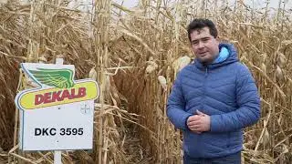 Jakie wyniki osiągnęła kukurydza DEKALB u rolnika w Nowym Besku?