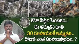 ఇంటిదగ్గరే  కౌజు పిట్టల పెంపకం | Raising Kauju quails at home | Feeding System | Price | Saagu Nela