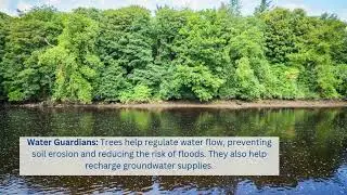 Rivers and Roots: The Natural Partnership Between Rivers and Trees