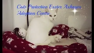 The work we do at Cats Protection Exeter Axhayes Adoption Centre
