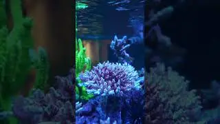Exemplary Acropora Polyp Extension