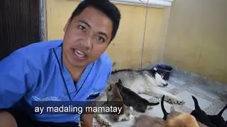 Bakuna ng aso