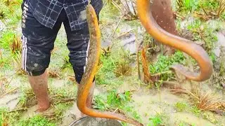 New ell fishing#viral ell fishing video