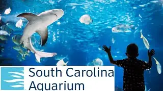 SC Aquarium | THINGS TO DO in Charleston, SC!