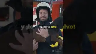 &iexcl;Este perro es un h&eacute;roe! Salv&oacute; a su due&ntilde;o del fuego 🔥🐶 #perros #miradacanina #perro #canilla