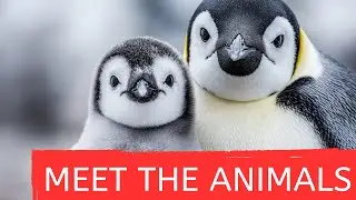 All About Penguins 🐧 | Cute, Funny & Smart Birds